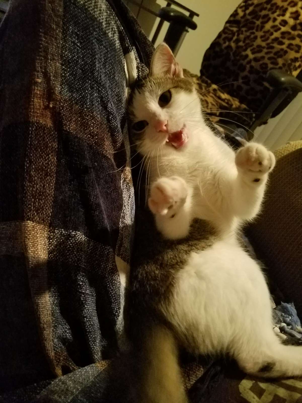 Pet Boarding in Dallas Tx with Best Prices on PetBacker