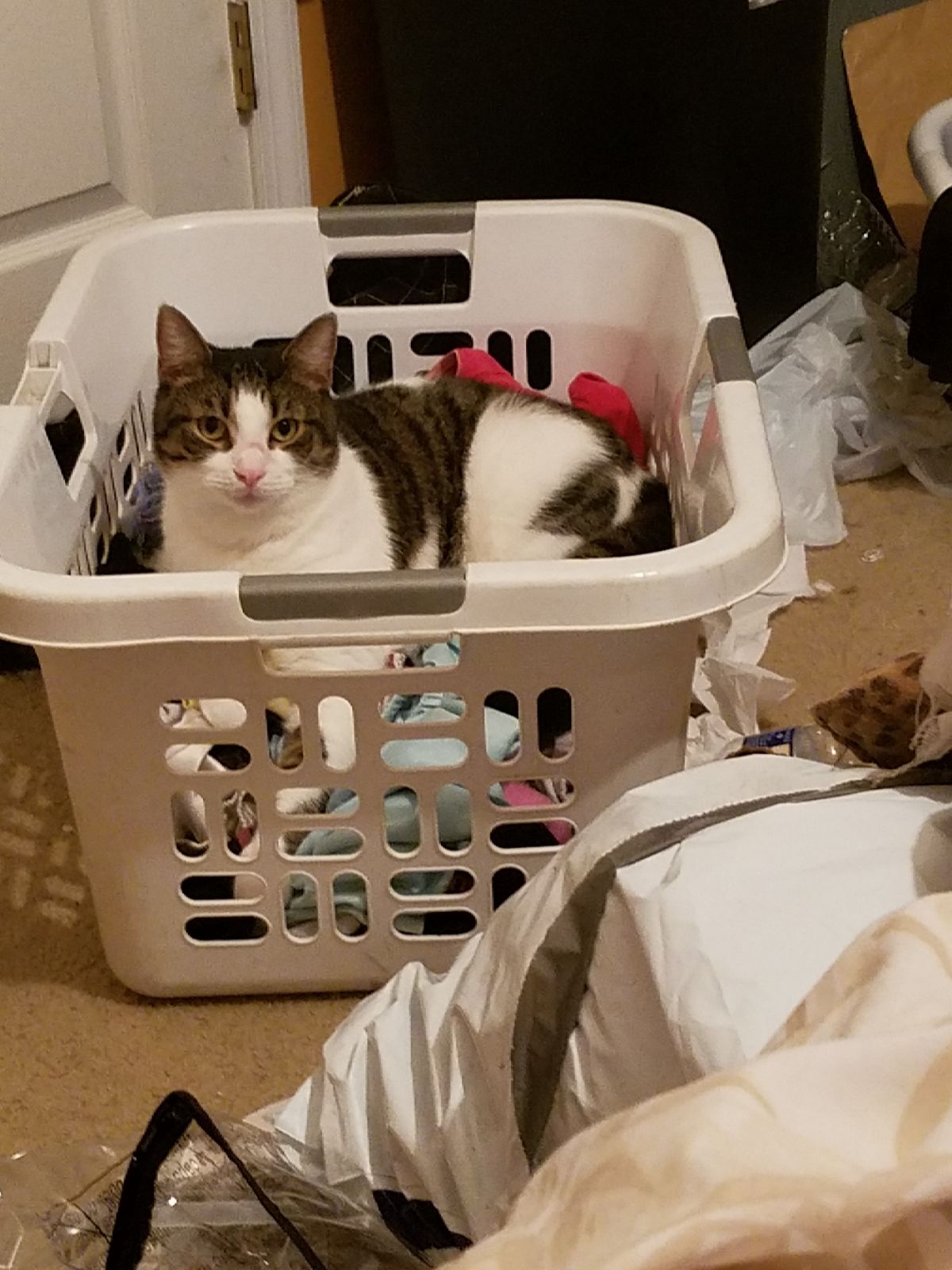 The 10 Best Pet Taxi Services Near Me (with Prices & Reviews)