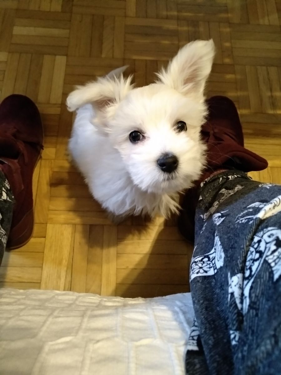 Top Cat Boarding in Madrid with Best Prices on PetBacker