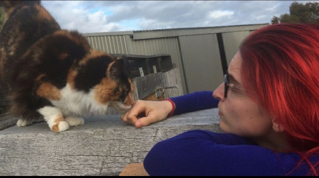 Murarrie Best Pet Boarding, Grooming for Dogs, Cats with Pickup