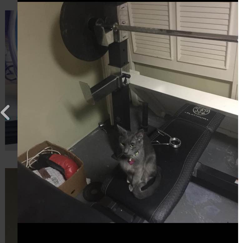 North Greenbush Best Pet Boarding, Grooming for Dogs, Cats with Pickup