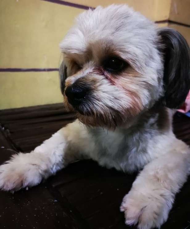 Dog Boarding in Cebu City with Best Prices on PetBacker