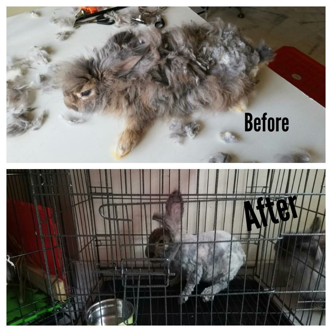 pitbull puppy crate training