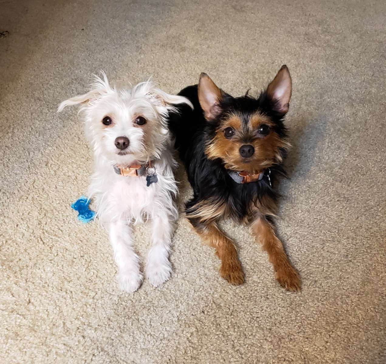 Top Pet Boarding in Mountain Home with Best Prices on PetBacker