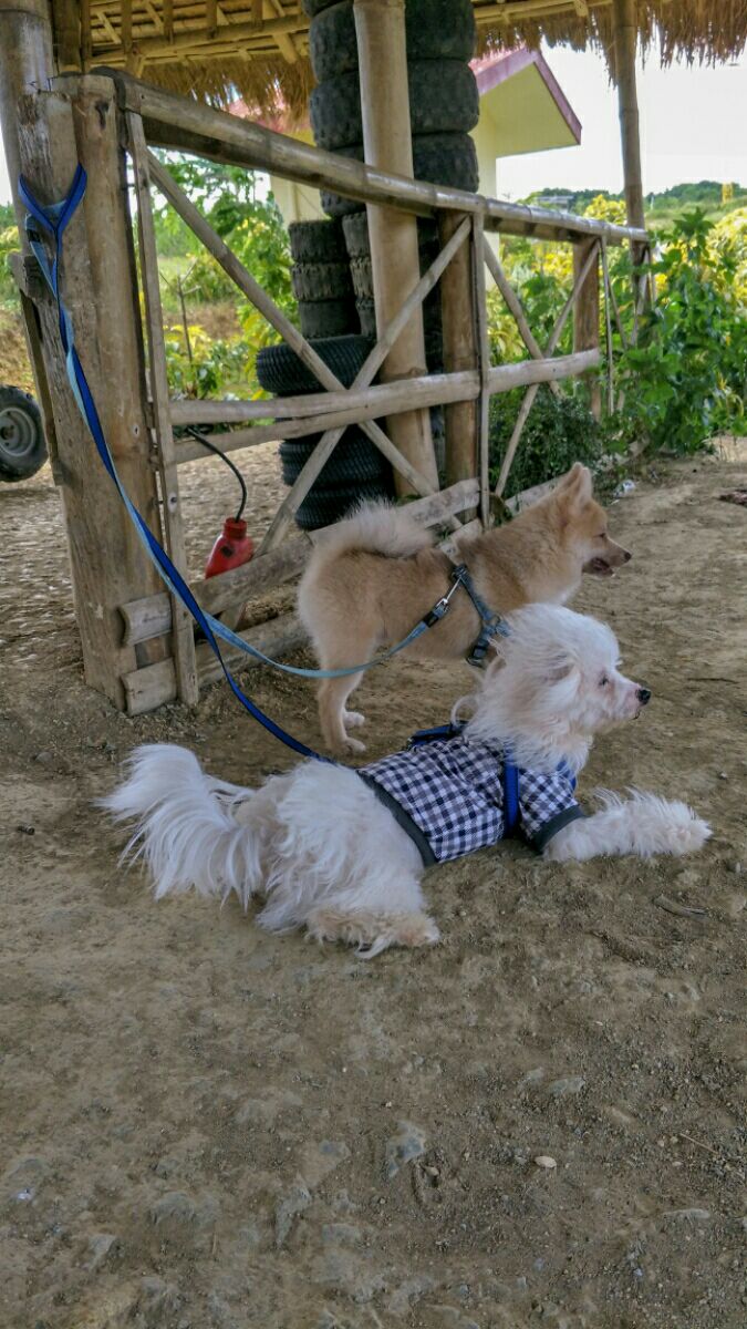 Pet Sitters in Quezon City with Best Prices on PetBacker