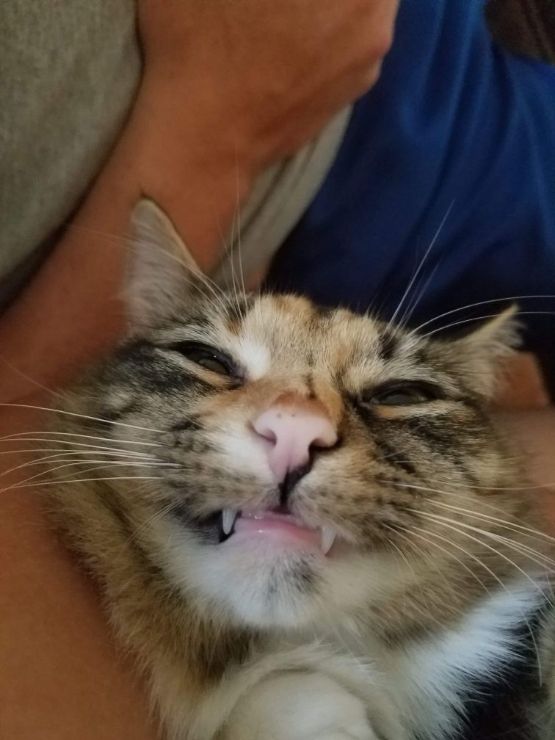 Jonesboro Best Pet Boarding, Grooming for Dogs, Cats with Pickup