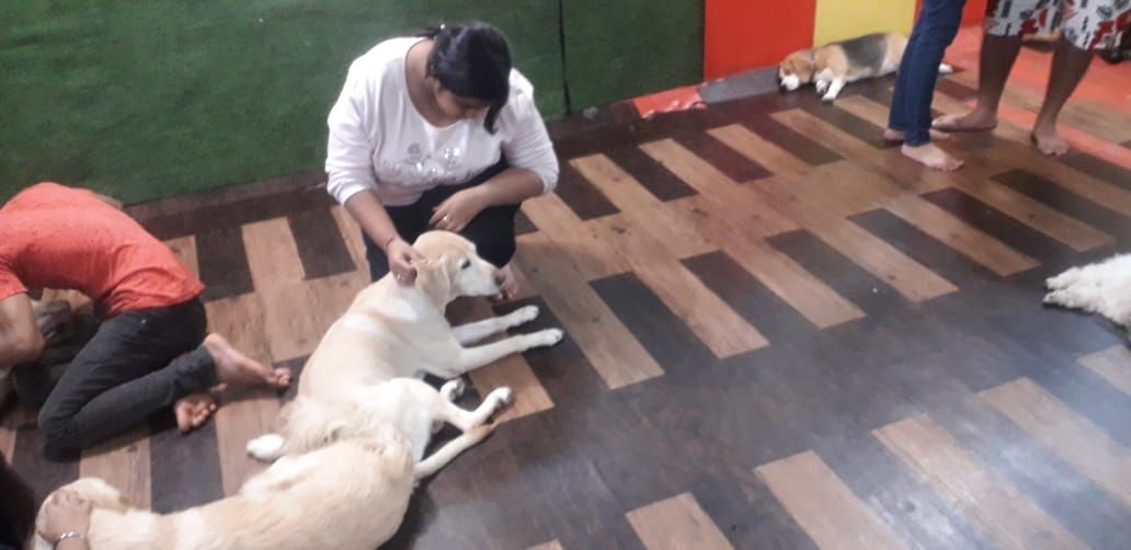 dog breeding services near me