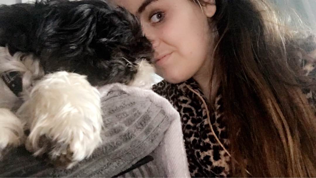 Grooming in Northern Ireland with Best Prices on PetBacker