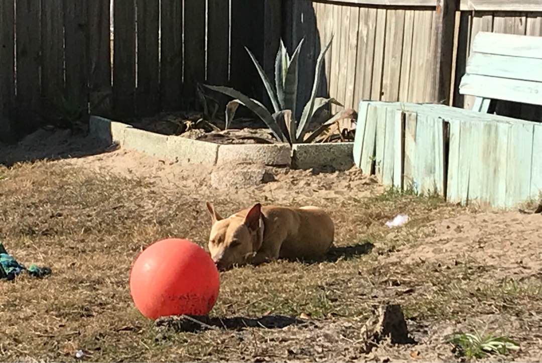 Top Dog Boarding in Saint Augustine with Best Prices on PetBacker