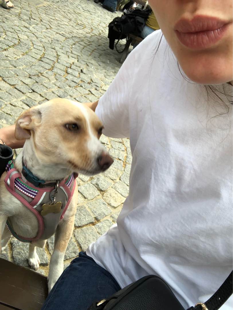 Top Beijing Doggy Daycare Prices Reviews PetBacker