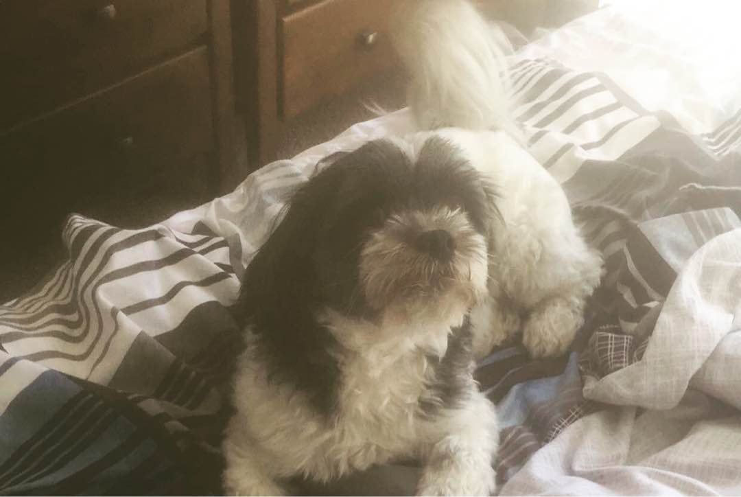 Scarborough Best Pet Boarding, Grooming for Dogs, Cats with Pickup