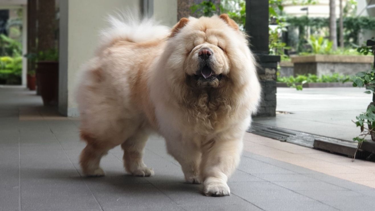 Pet Boarding in Quezon City with Best Prices on PetBacker