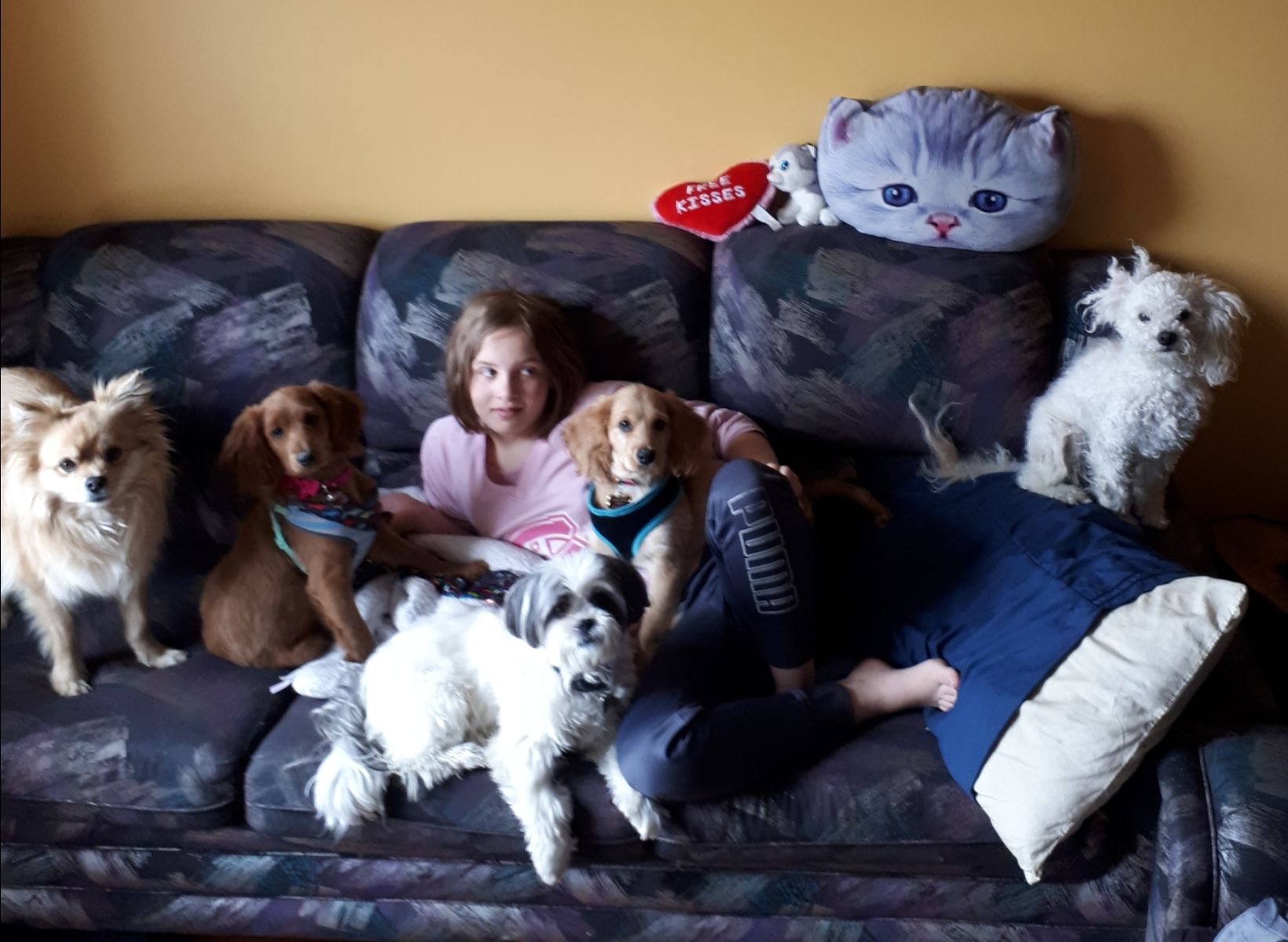 Quebec Best Pet Boarding Grooming And Pet Sitters Near Me PetBacker quebec-best-pet-boarding-grooming-and-pet-sitters-near-me-petbacker