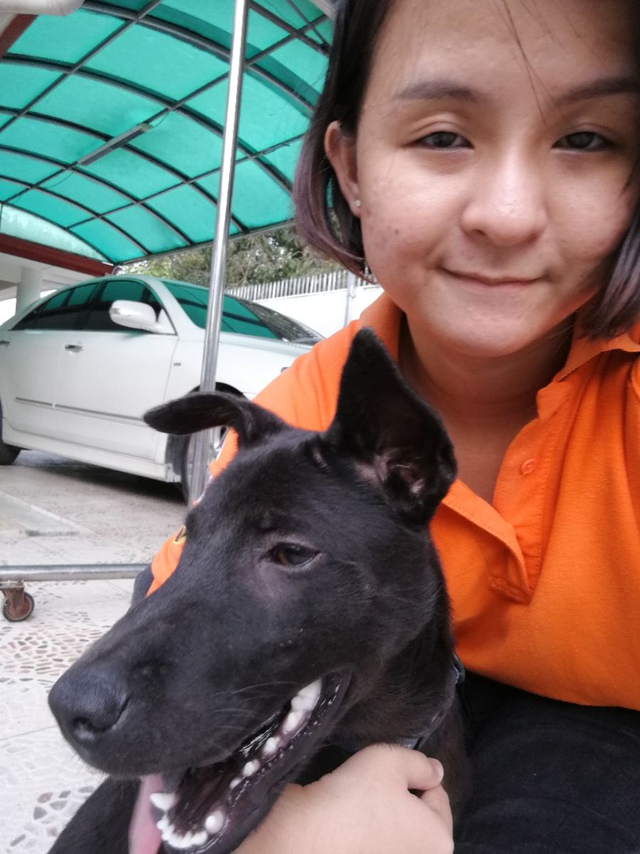 Pet Sitters in Bintulu with Best Prices on PetBacker