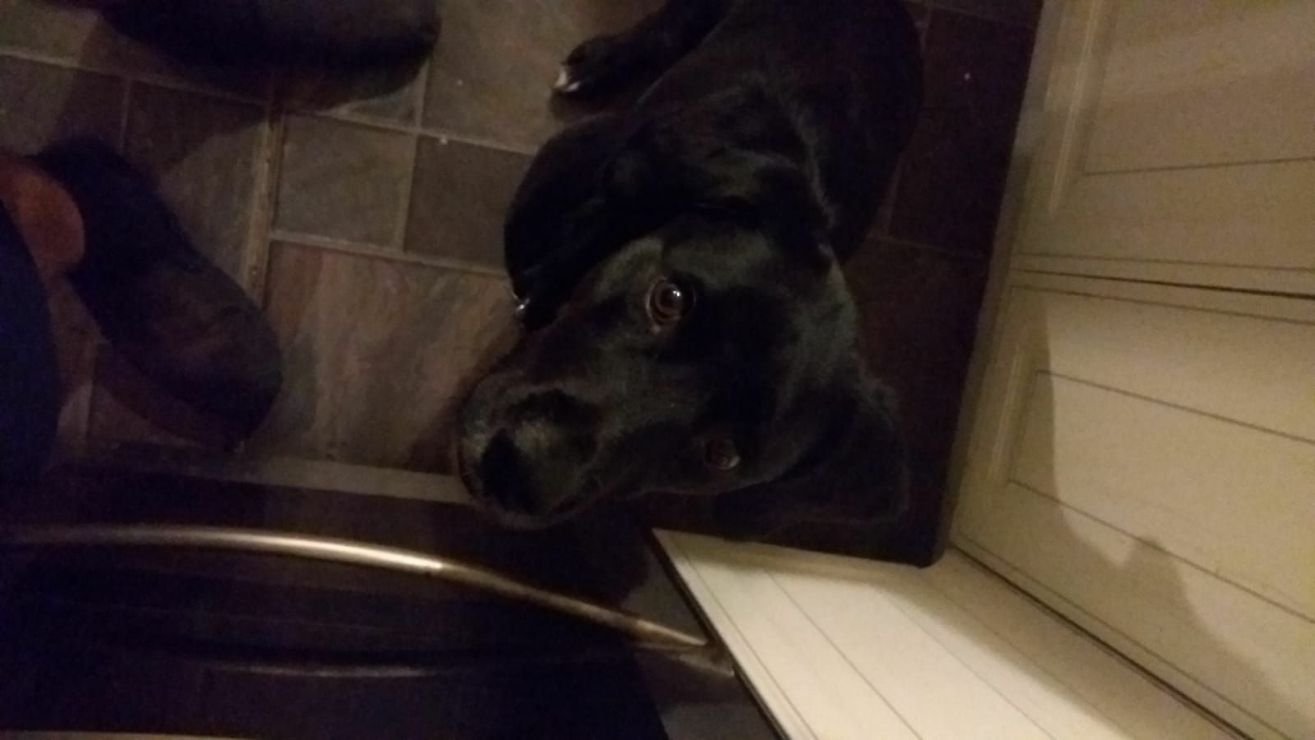 Dog Sitters in Morley with Best Prices on PetBacker