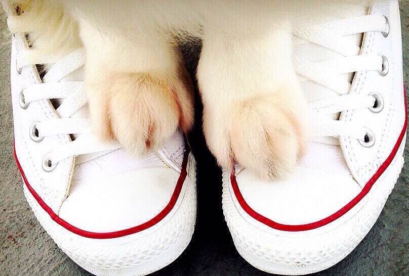 黃熊（KUMA) added as a pet