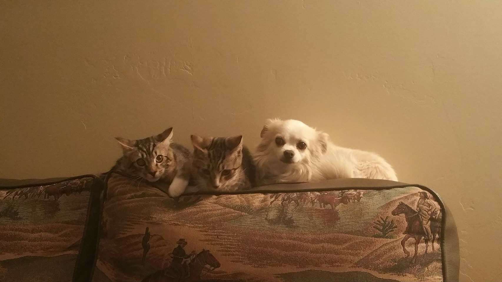 Tooele Best Pet Boarding, Grooming for Dogs, Cats with Pickup