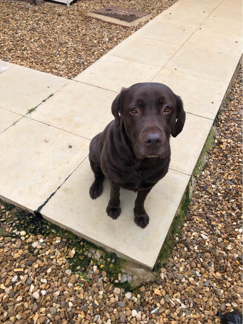 Dog Sitters in Ashton with Best Prices on PetBacker