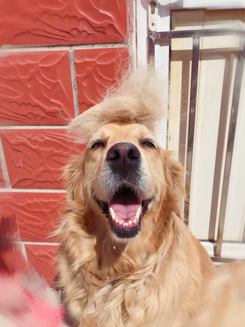 cheap dog sitters near me