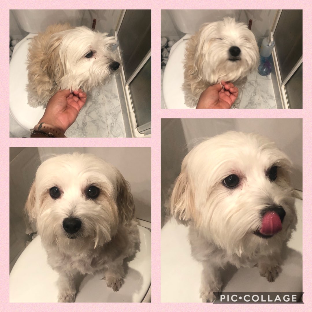 The 10 Best Dog Groomers Near Me (with Prices & Reviews) - HomeGuide