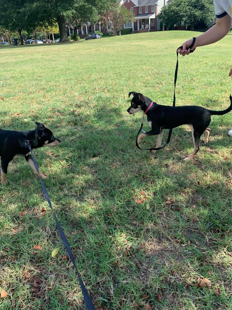 Lakeside Best Pet Boarding, Grooming for Dogs, Cats with Pickup