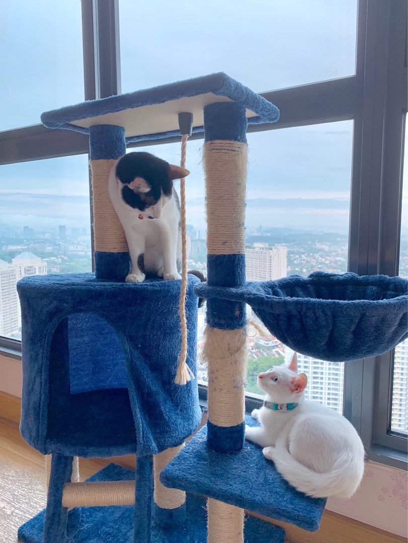 Pet Taxi in St Kilda Road with Best Prices on PetBacker