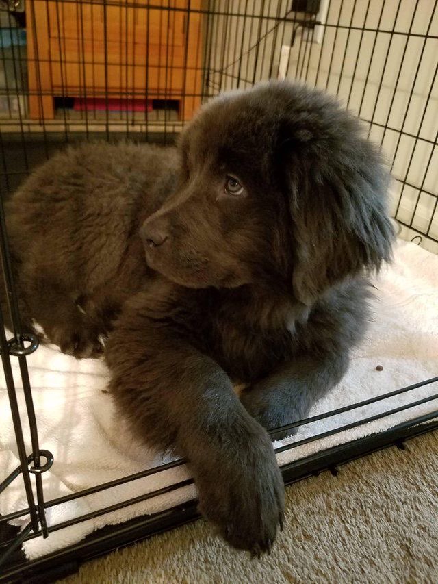 newfoundland dog crate