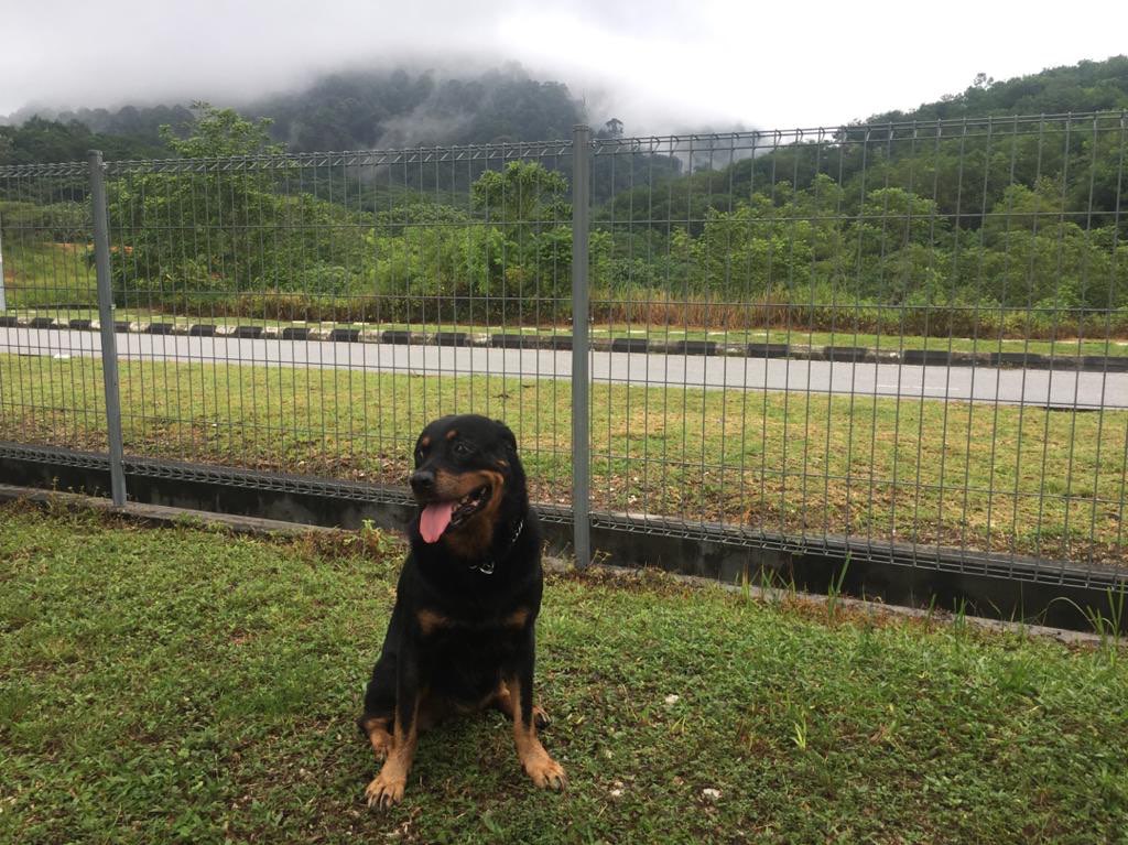 Dog Walking in Palmerston North with Best Prices on PetBacker