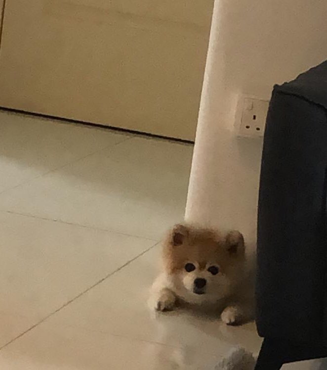 预订hougang的上门小狗保姆