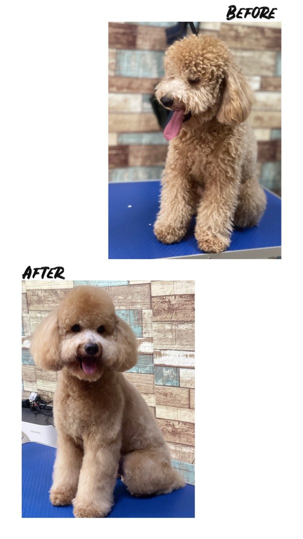 Pet Grooming in Taman Bukit Serdang with Best Prices on PetBacker