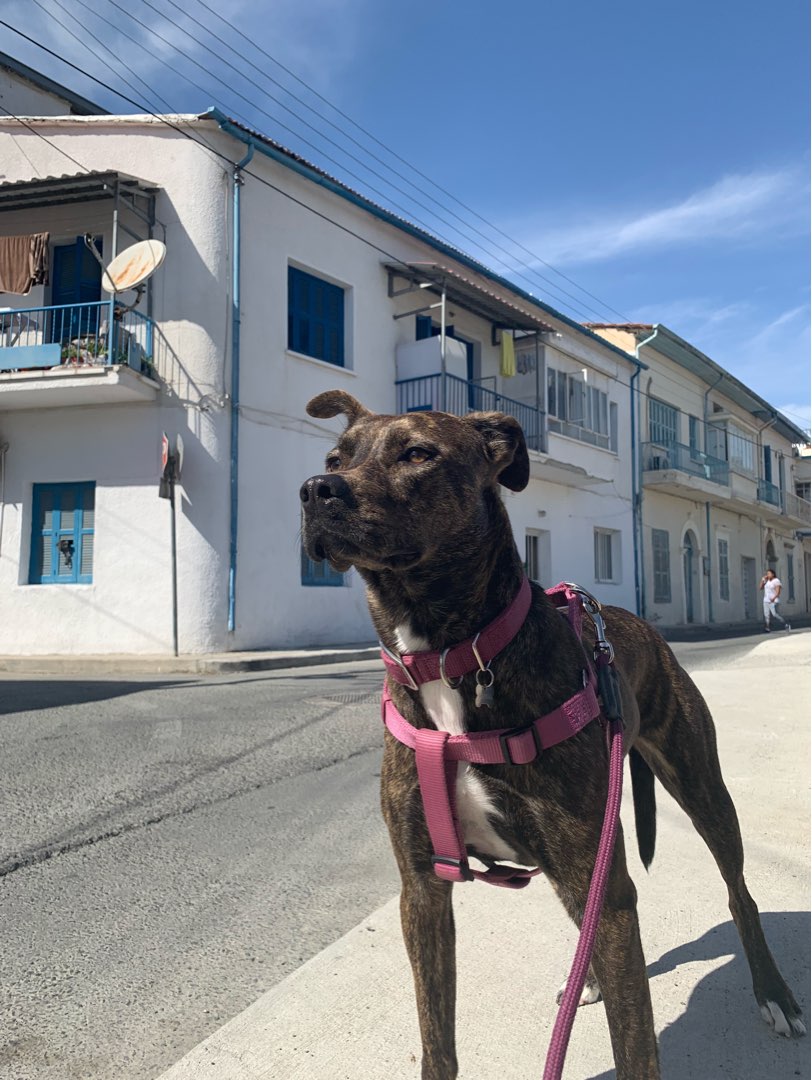 Pet Taxi in Larnaca with Best Prices on PetBacker