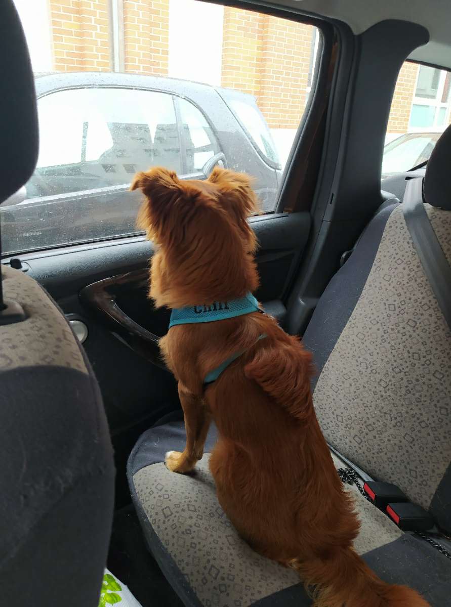 กรุงเทพมหานคร Best Pet Boarding, Grooming and Pet Sitters Near Me PetBacker France