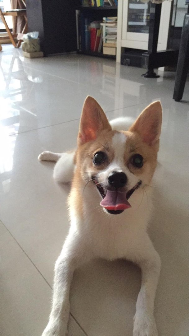 Top 54 Lengkok Bahru Pet Sitters Prices & Reviews PetBacker