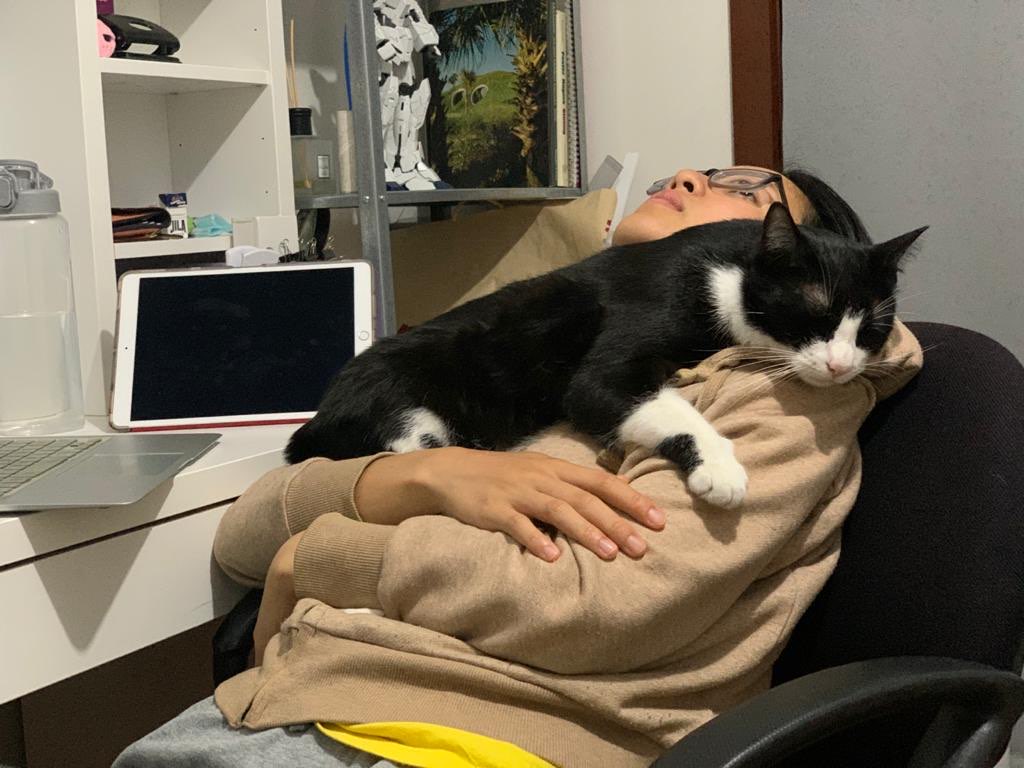 Top Cat Sitters in Carrum Downs with Best Prices on PetBacker