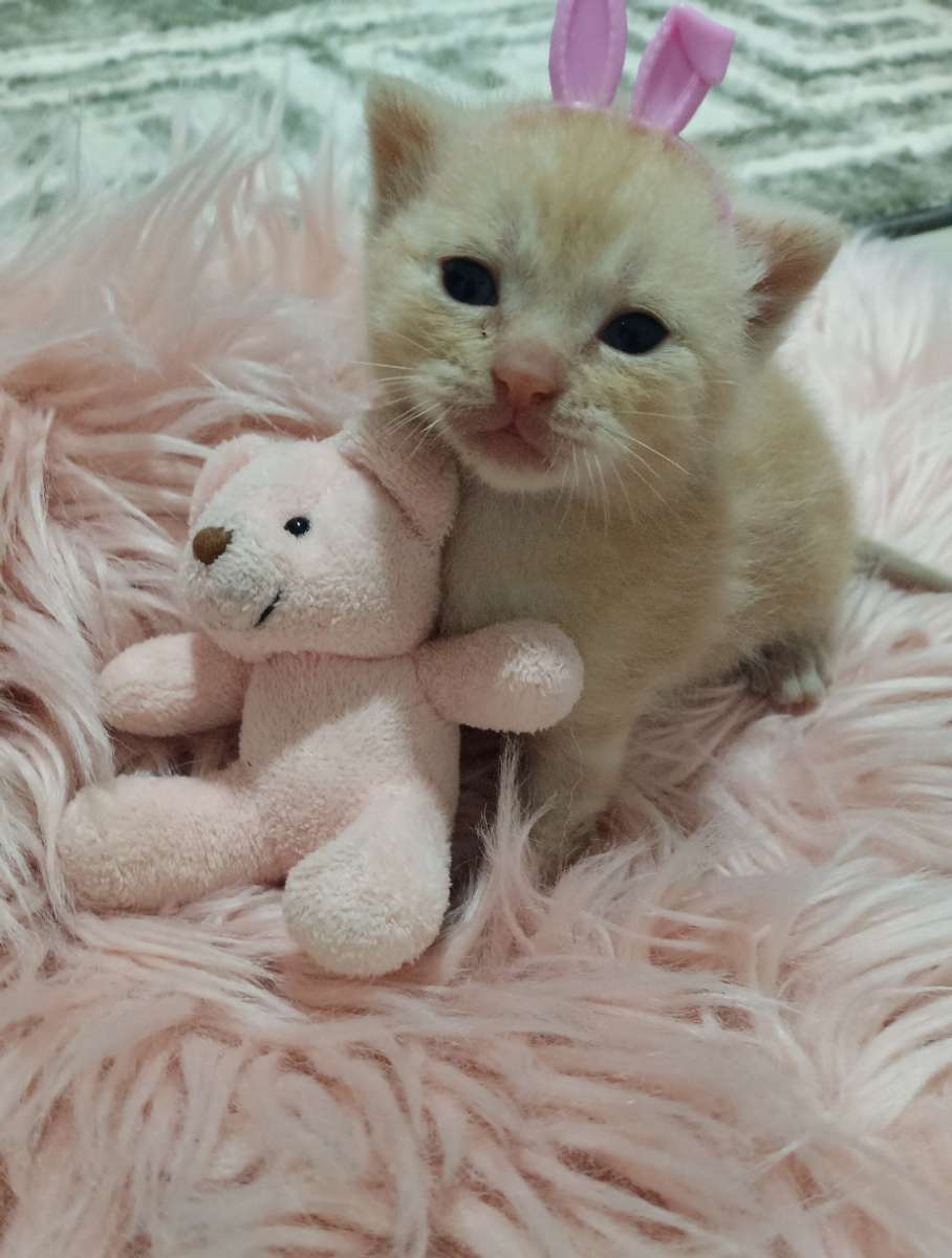 Cat Boarding Wilayah Persekutuan Putrajaya Harga dan Testimoni 