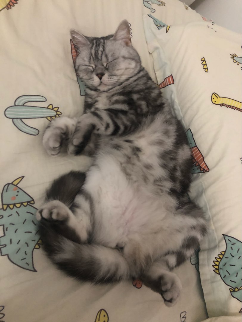 Top 宠物寄养 in 美国 Insured on PetBacker