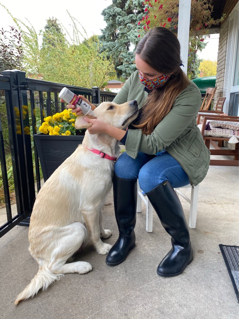 Top Pet Grooming in Unionville with Best Prices on PetBacker