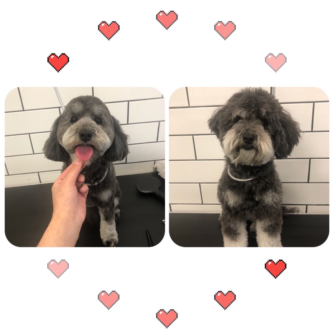 Top Dog Grooming in Melbourne with Best Prices on PetBacker