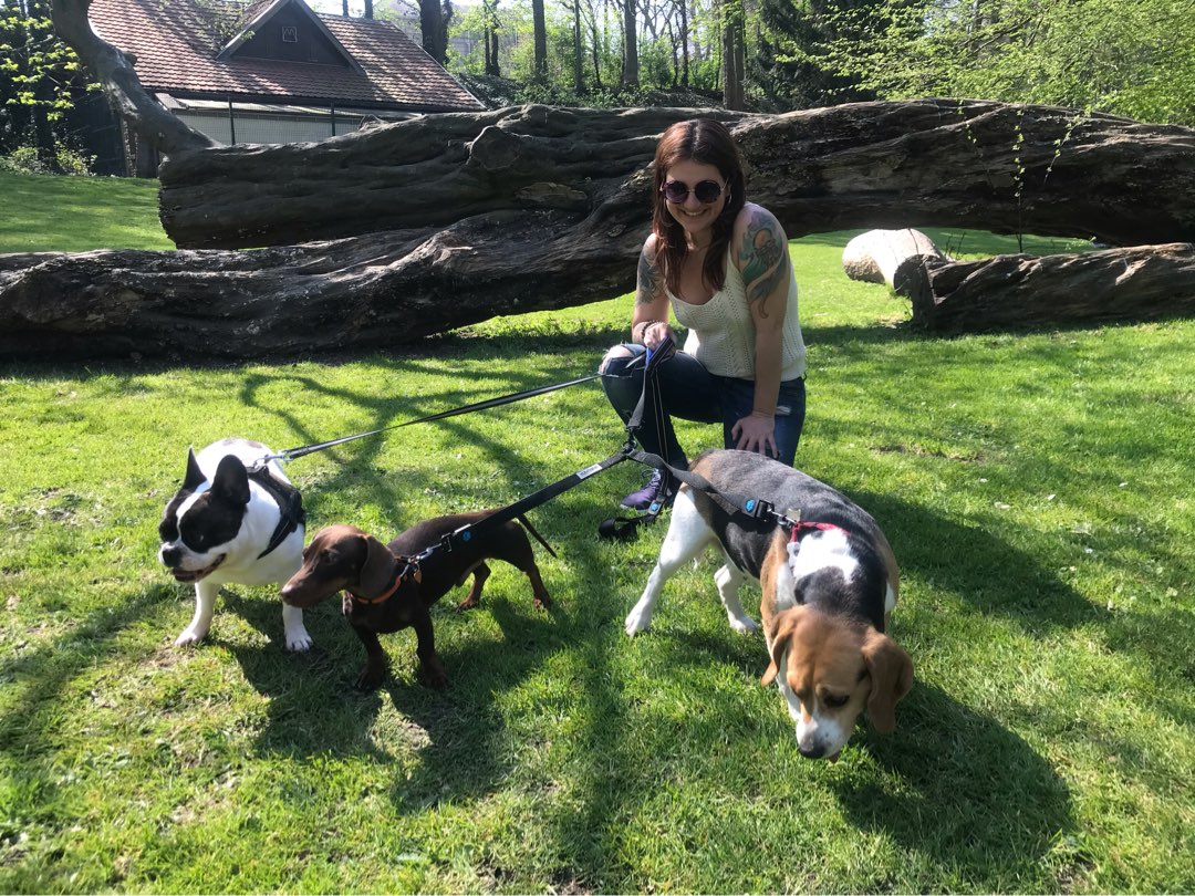 last minute dog sitter