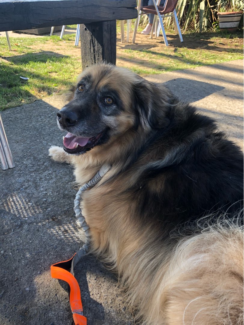 Walking in Korea Insured on PetBacker