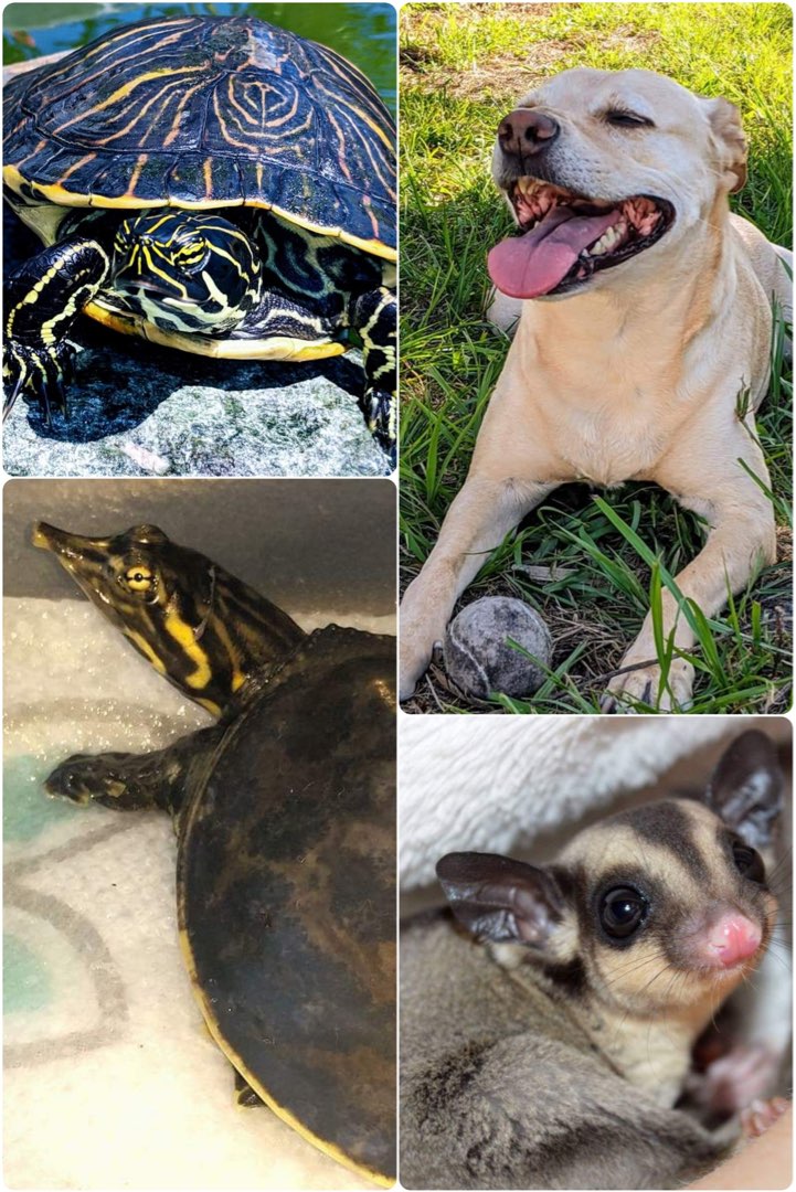 Dog Walking in Palm Beach Gardens with Best Prices on PetBacker