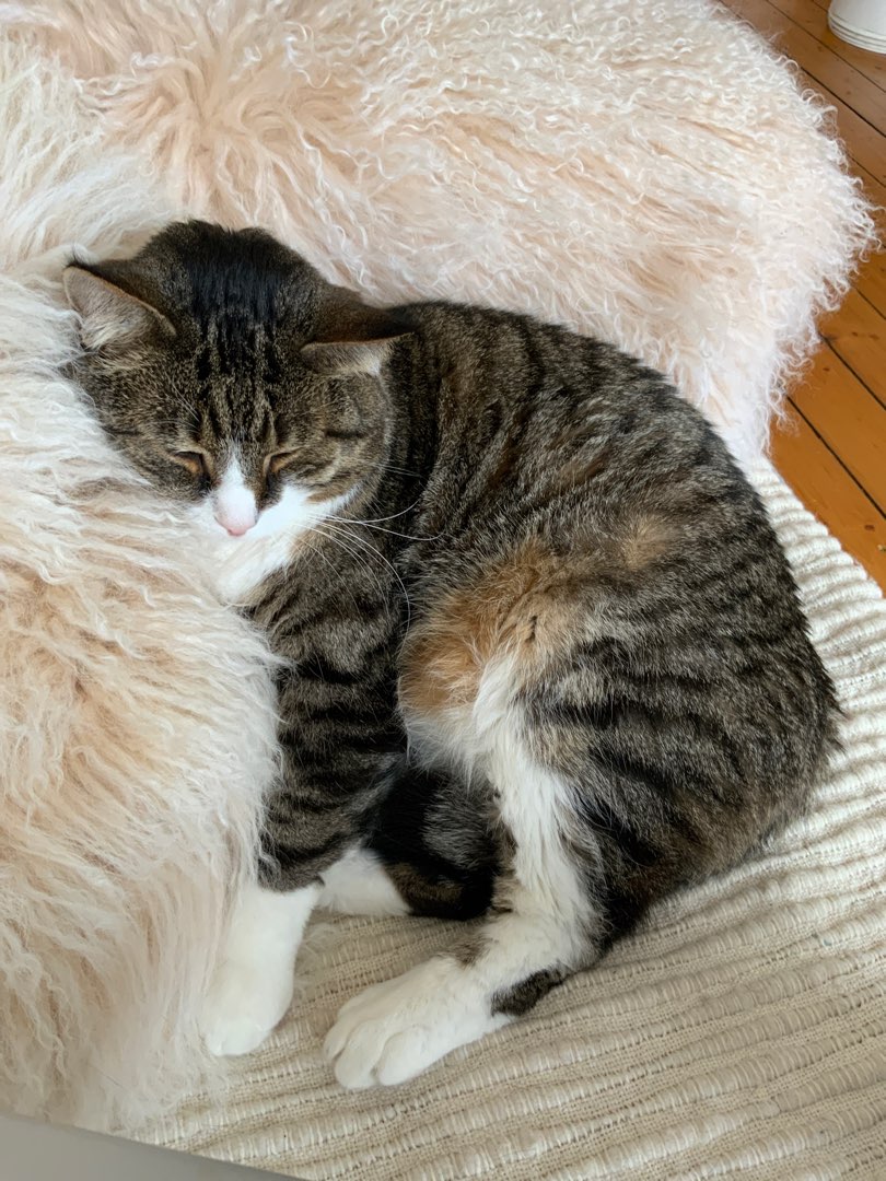 麻六甲 Best Pet Boarding, Grooming and Pet Sitters Near Me PetBacker