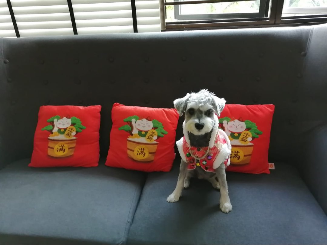 Tampines Doggy Daycare Prices & Reviews PetBacker