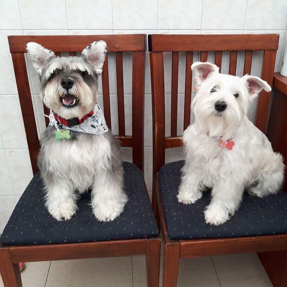 Victoria Pet Grooming Prices & Reviews PetBacker