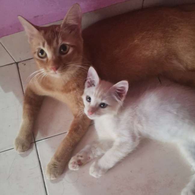 Pet Boarding in Ss 17 with Best Prices on PetBacker