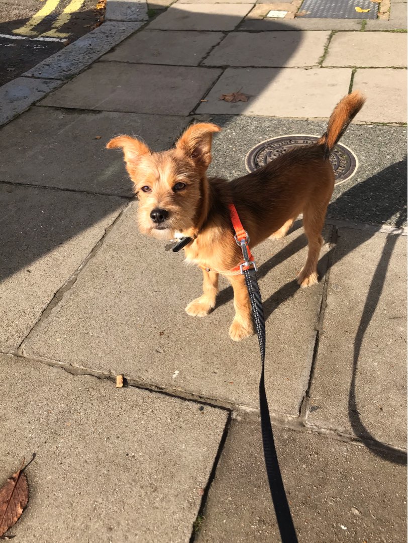 how-much-do-dog-walkers-charge-per-hour-uk