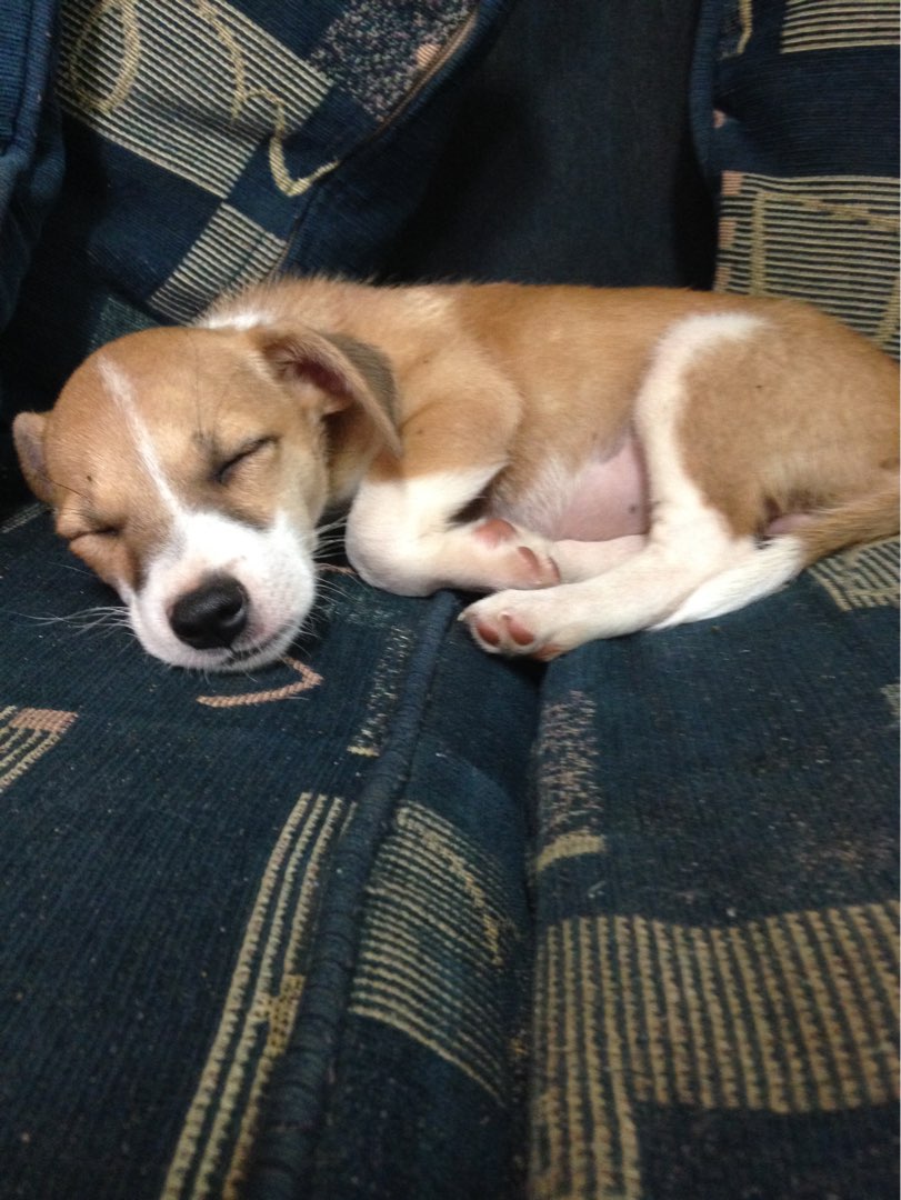 Top Montenegro Dog Walking Prices & Reviews PetBacker