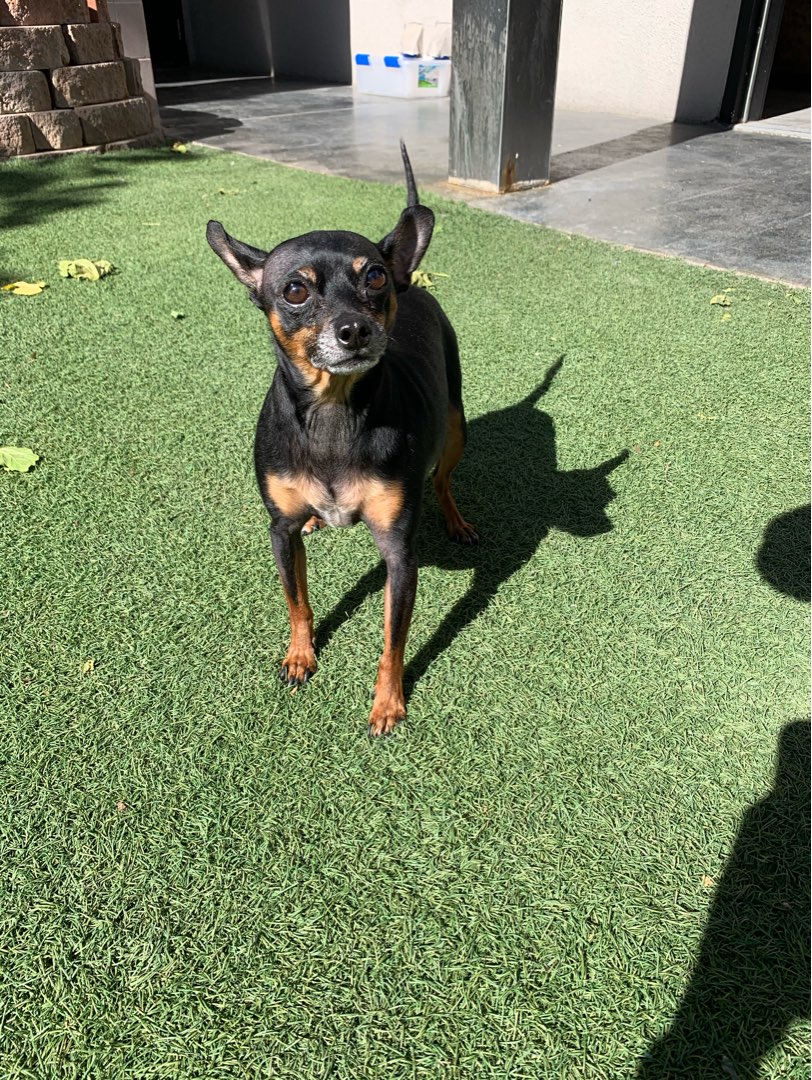 Dog Sitters in Las Vegas with Best Prices on PetBacker