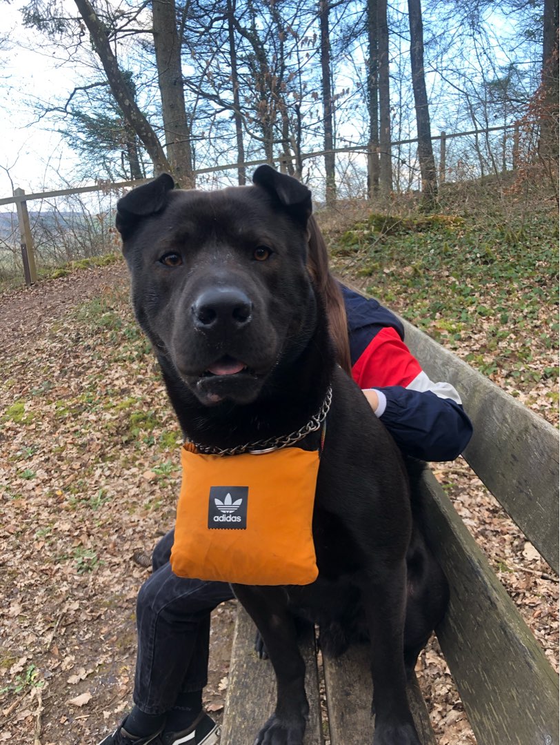 Trier Best Pet Boarding, Grooming for Dogs, Cats with Pickup