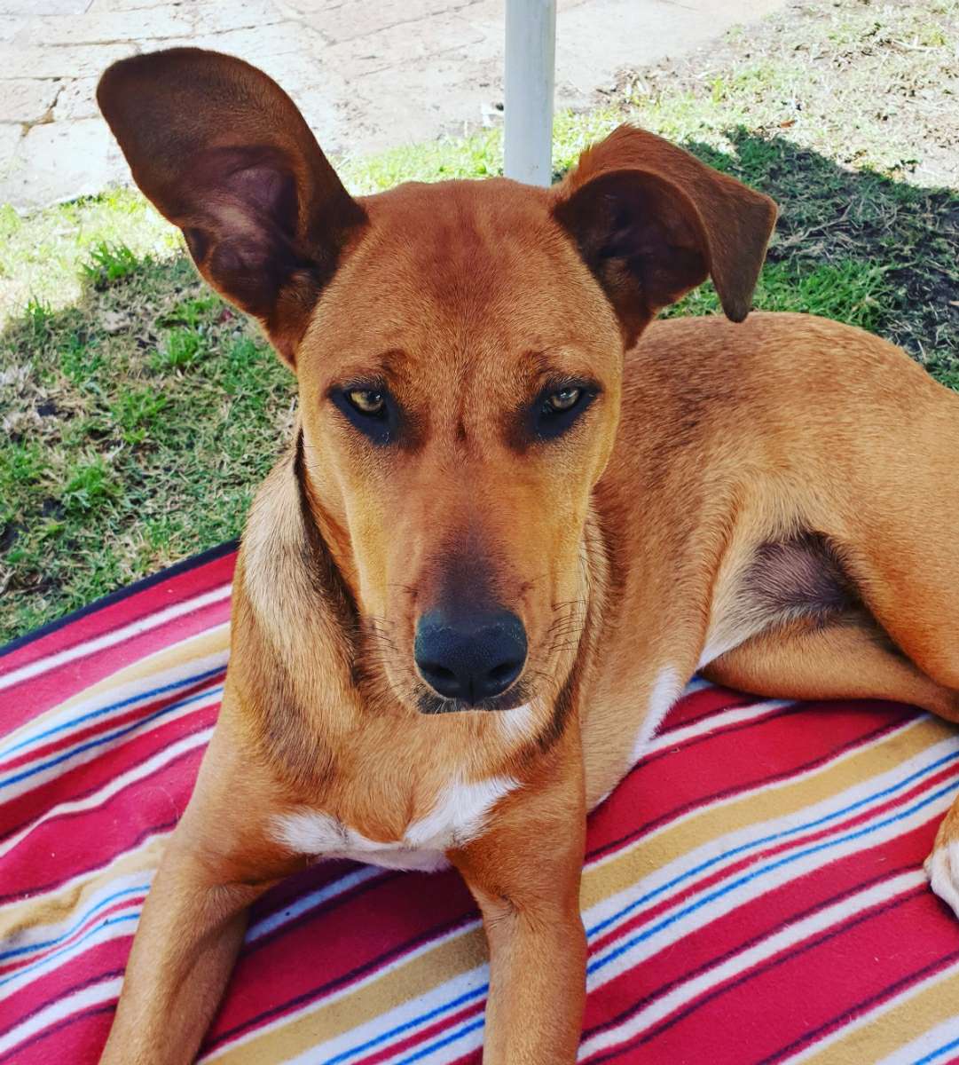 Fish Hoek Best Pet Boarding, Grooming for Dogs, Cats with Pickup